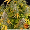 Barney's Farm watermelon zkittlez auto Samen – Bild 3