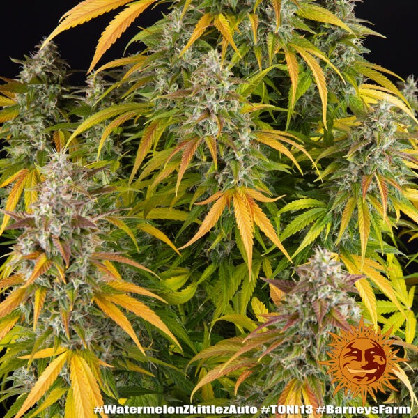 Barney's Farm watermelon zkittlez auto Samen – Bild 3