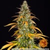 Barney's Farm watermelon zkittlez auto Samen – Bild 4