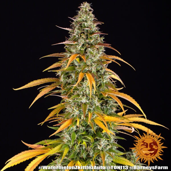 Barney's Farm watermelon zkittlez auto Samen – Bild 4