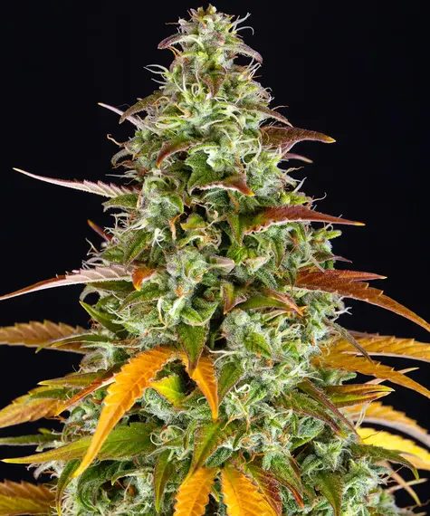 Barney's Farm watermelon zkittlez auto Samen
