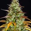 Barneys Farm Watermelon Zkittlez Auto 3 Stk feminisiert