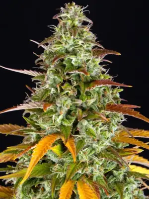 Barneys Farm Watermelon Zkittlez Auto 3 Stk feminisiert