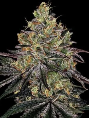 Watermelon Zkittlez - Barneys Farm feminisiert 3er Pack