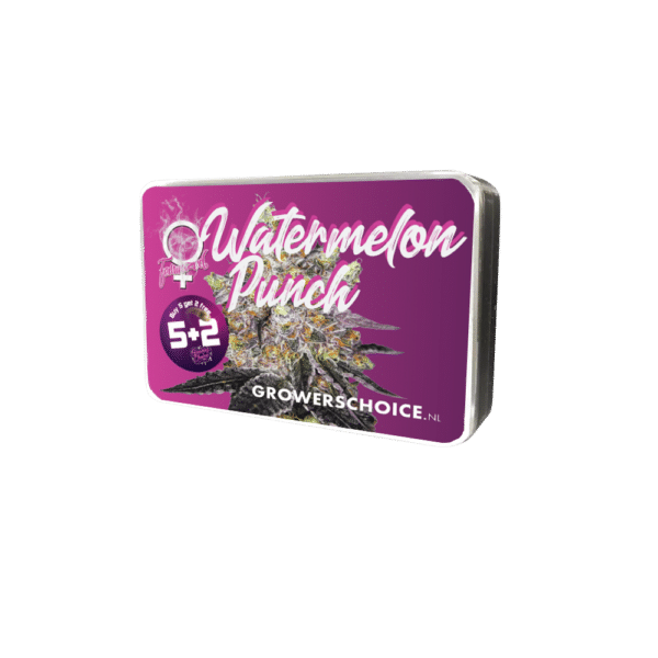 Growers Choice Watermelon Punch Samen – Bild 3