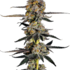Growers Choice Watermelon Punch Samen – Bild 4
