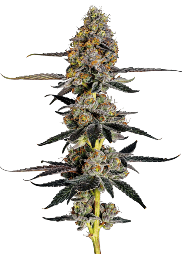 Growers Choice Watermelon Punch Samen – Bild 4