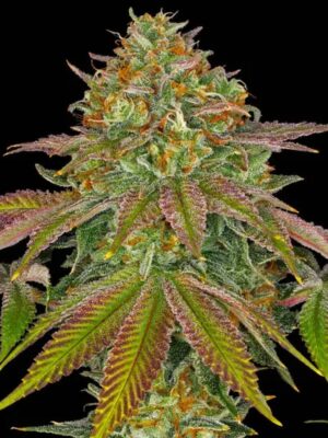 Wedding Cake Auto - Barneys Farm feminisiert 3er Pack