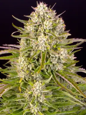 Barneys Farm Wedding Cake Auto 10 Stk feminisiert