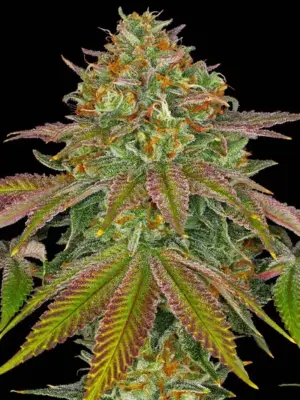 Barneys Farm Wedding Cake 10 Stk feminisiert