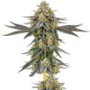 Growers Choice Weddingcake x Frosty Gelato Samen – Bild 5