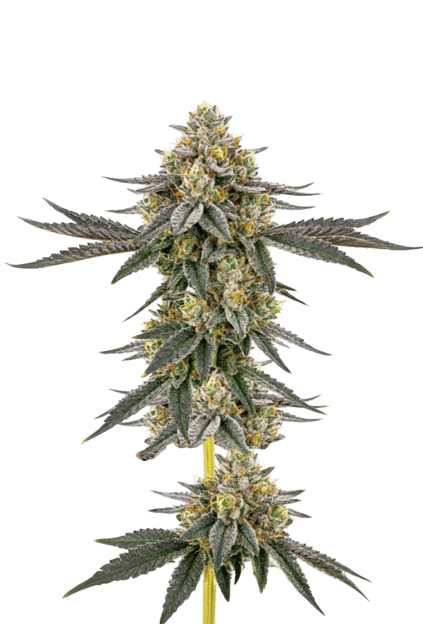 Growers Choice Weddingcake x Frosty Gelato Samen – Bild 5