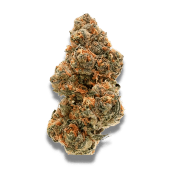 Growers Choice Weddingcake x Frosty Gelato Samen – Bild 2
