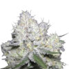 Growers Choice Weddingcake x Frosty Gelato Samen