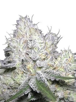 Growers Choice Weddingcake x Frosty Gelato Samen