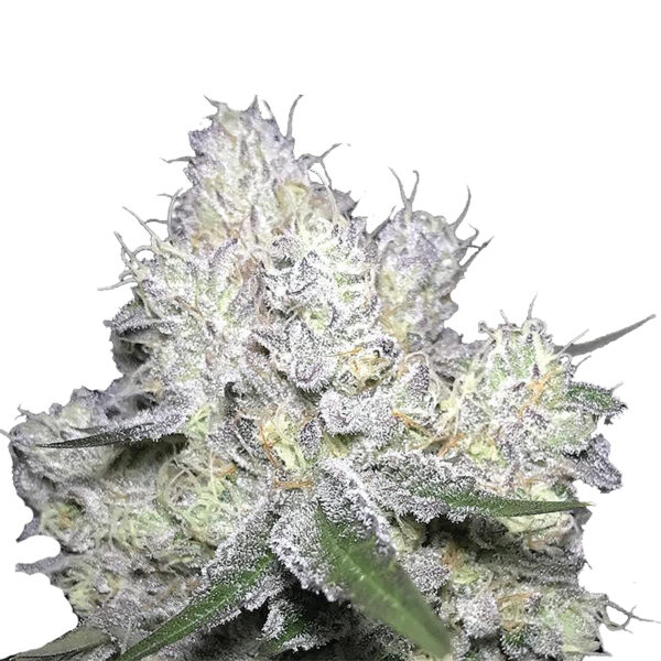 Growers Choice Weddingcake x Frosty Gelato Samen