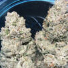 Growers Choice Weddingcake x Frosty Gelato Samen – Bild 3