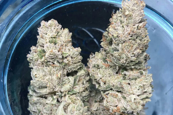 Growers Choice Weddingcake x Frosty Gelato Samen – Bild 3