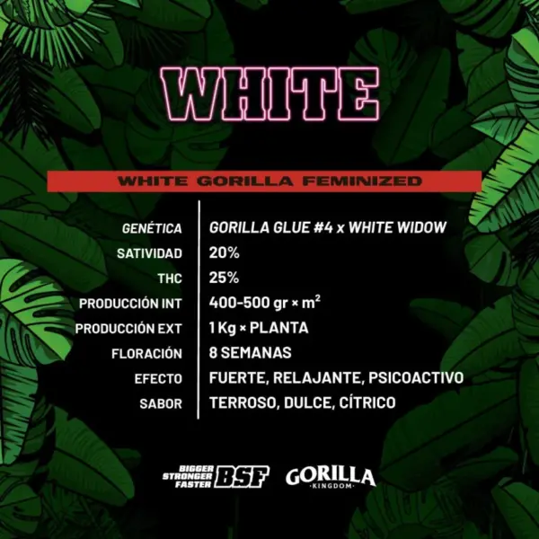 BSF Seeds white gorilla Samen – Bild 2