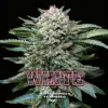 BSF Seeds white gorilla Samen