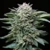 BSF Seeds white gorilla Samen – Bild 3