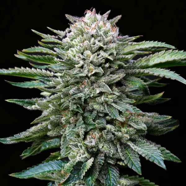 BSF Seeds white gorilla Samen – Bild 3