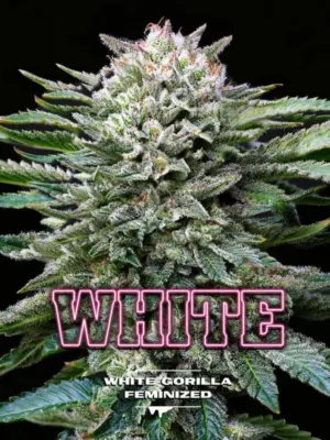 BSF Seeds white gorilla Samen BSF Seeds white gorilla Samen