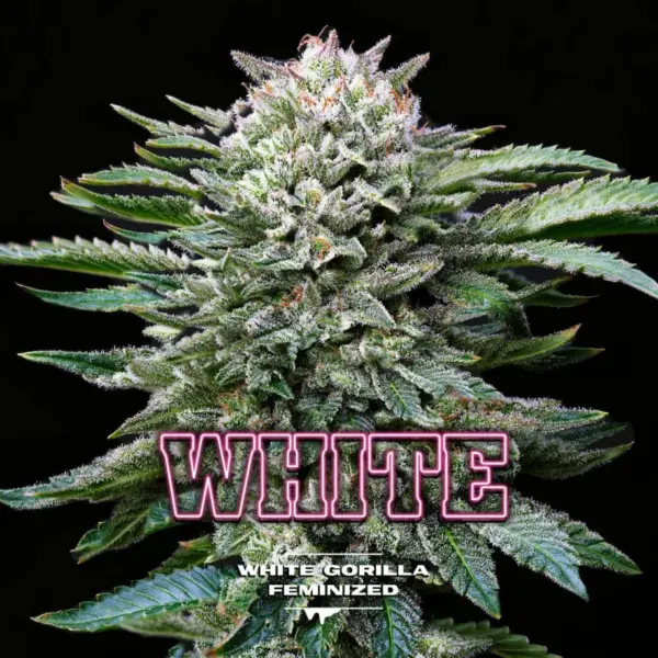 BSF Seeds white gorilla Samen