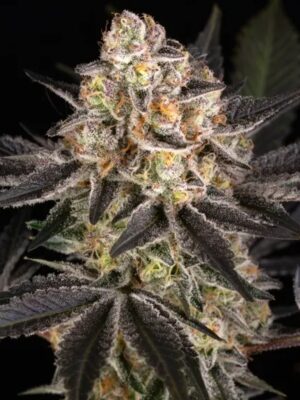 White Runtz - Barneys Farm feminisiert 3er Pack