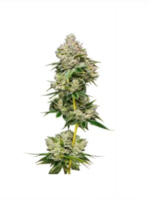White Truffle Limited Edition - Growers Choice feminisiert 3er Pack