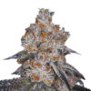 Growers Choice White Fire Gelato Samen