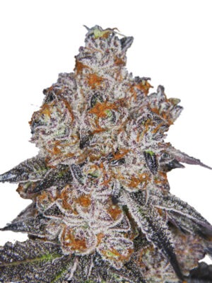 Growers Choice White Fire Gelato Samen