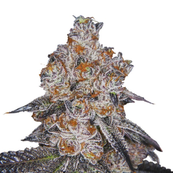 Growers Choice White Fire Gelato Samen
