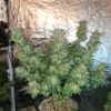 Growers Choice White Fire Gelato Samen – Bild 4