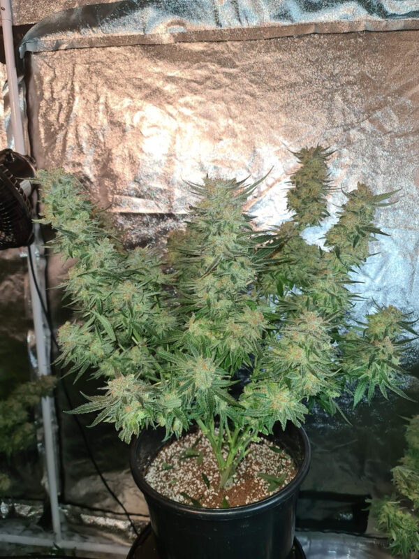 Growers Choice White Fire Gelato Samen – Bild 4