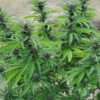 Growers Choice White Fire Gelato Samen – Bild 3