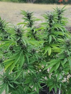 Growers Choice White Fire Gelato Samen – Bild 3