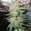 Growers Choice White Fire Gelato Samen – Bild 5