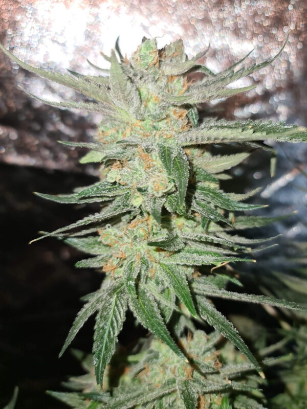 Growers Choice White Fire Gelato Samen – Bild 5