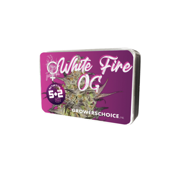 Growers Choice White Fire OG Samen – Bild 3
