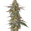 Growers Choice White Fire OG Samen – Bild 4