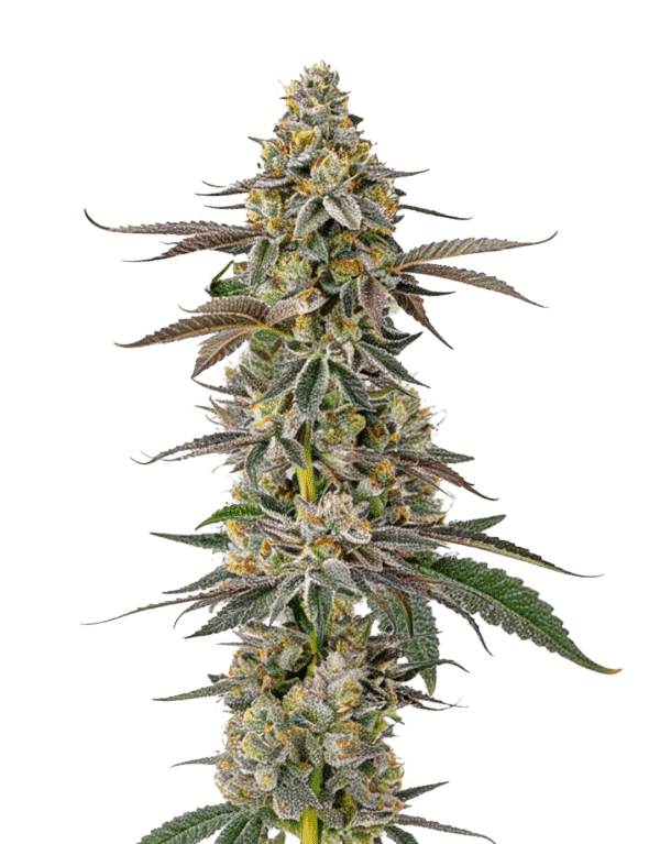 Growers Choice White Fire OG Samen – Bild 4