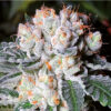 Growers Choice White Fire OG Samen