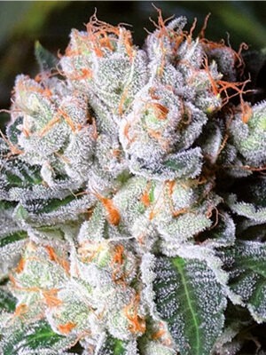Growers Choice White Fire OG Samen