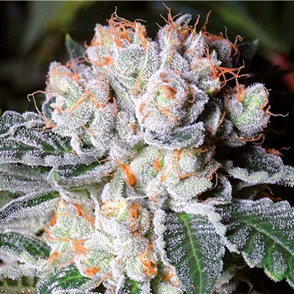 Growers Choice White Fire OG Samen