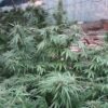 Ace Seeds zamaldelica feminized seeds Samen – Bild 5