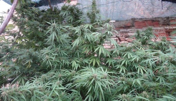 Ace Seeds zamaldelica feminized seeds Samen – Bild 5