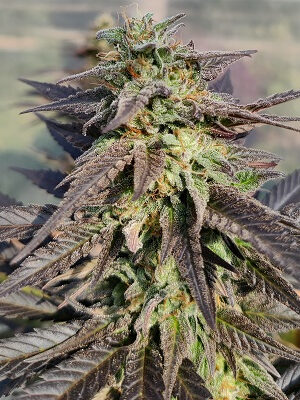 Ace Seeds Zamaldelica X Kali China