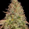 Barneys Farm Zkittlez OG Auto 10 Stk feminisiert