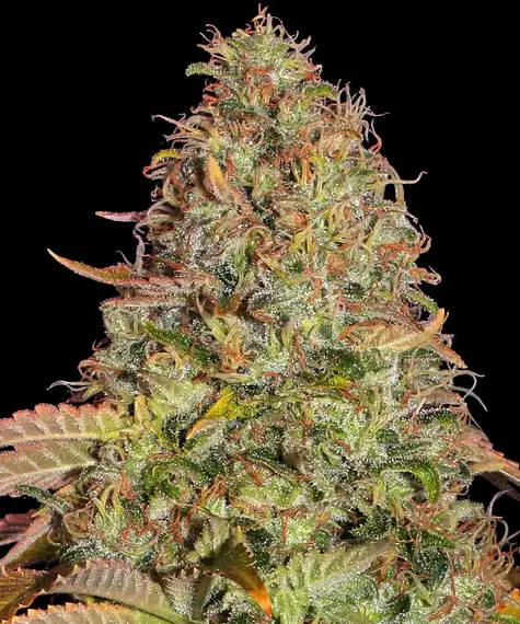 Barneys Farm Zkittlez OG Auto 10 Stk feminisiert
